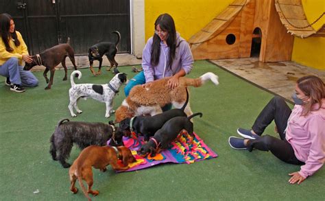 hotel para perros en puebla.
